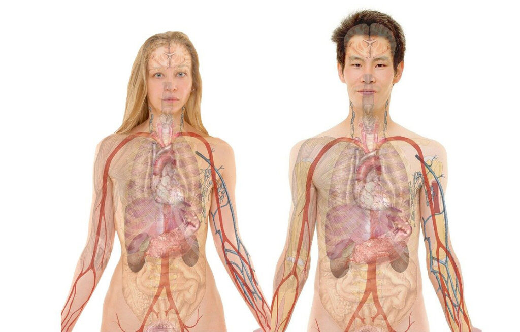 Body Organs